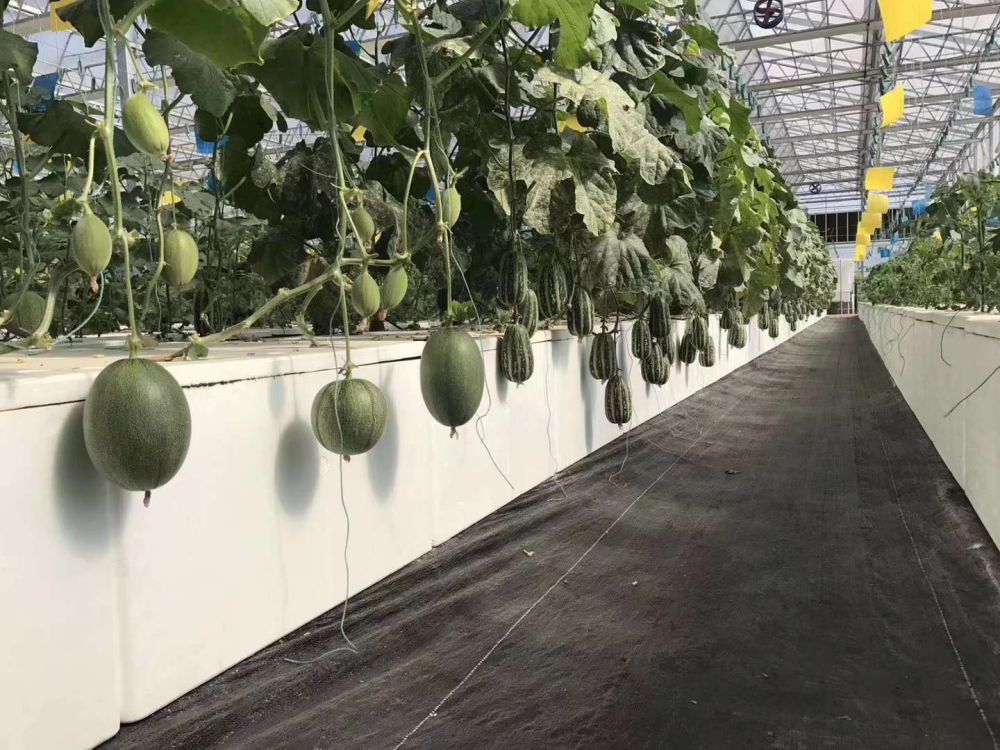 尊龙凯时人生就是博光电植物灯事业部的产品用于植物农场瓜果种植
