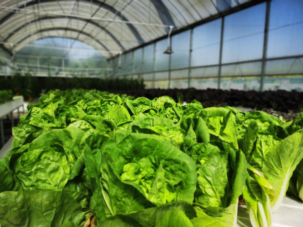 尊龙凯时人生就是博光电植物灯事业部的产品用于蔬菜种植